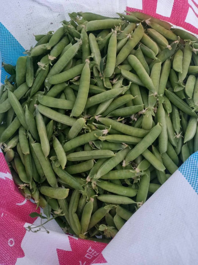 【优质】吉林青豌豆豌豆豌豆荚产地直供