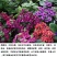 蛾蝶花四季开花室外花籽北方播种混合装花种子
