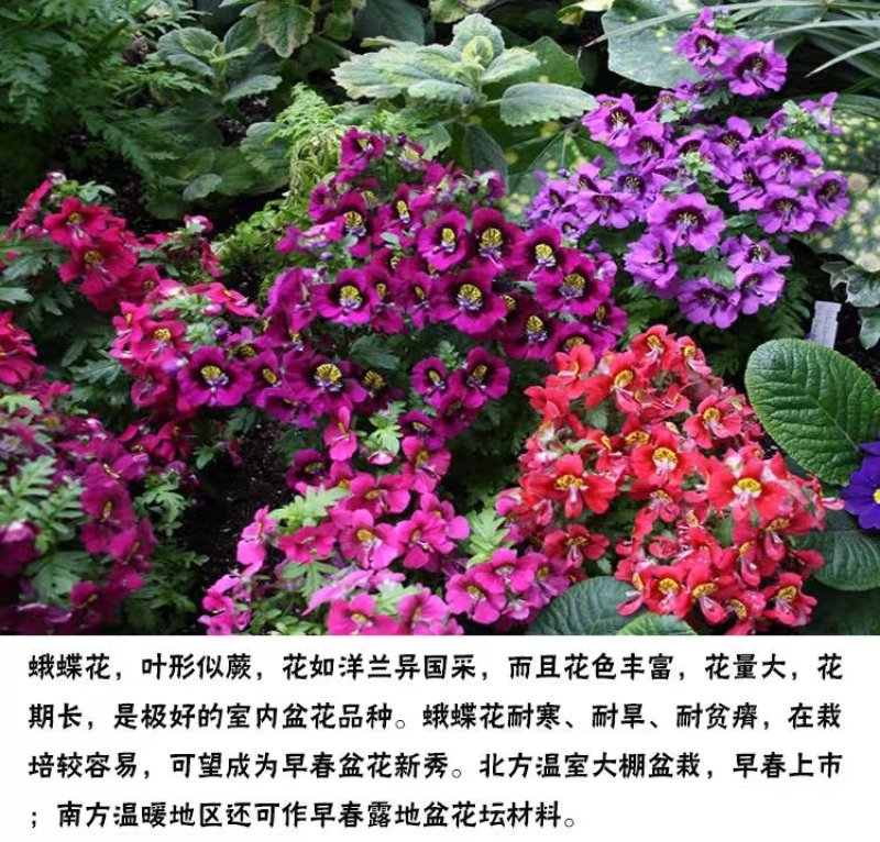 蛾蝶花四季开花室外花籽北方播种混合装花种子