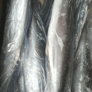 鲅鱼马鲛燕鲅单冻船冻陆冻韩国鲅鱼，都有货品相佳