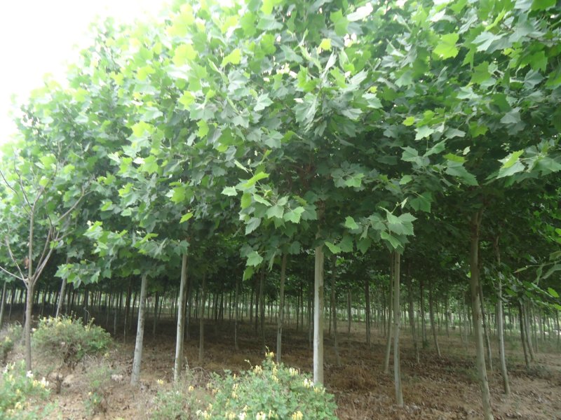 法桐基地6_23公分