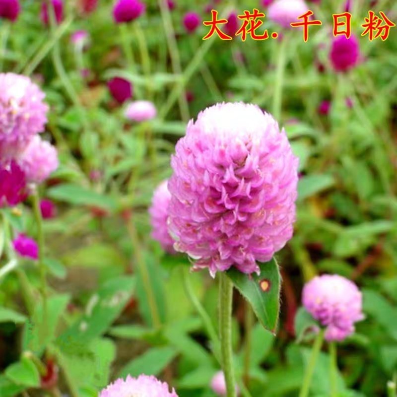 千日红、白、紫、粉种子室内室外阳台盆栽花海易种活四季开花