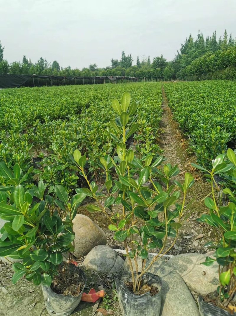 批量出售杯苗海桐，高20-30公分，基地直供