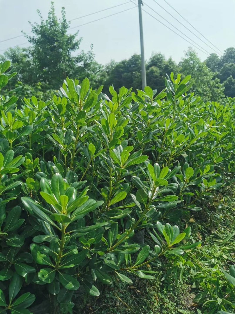 批量出售杯苗海桐，高20-30公分，基地直供