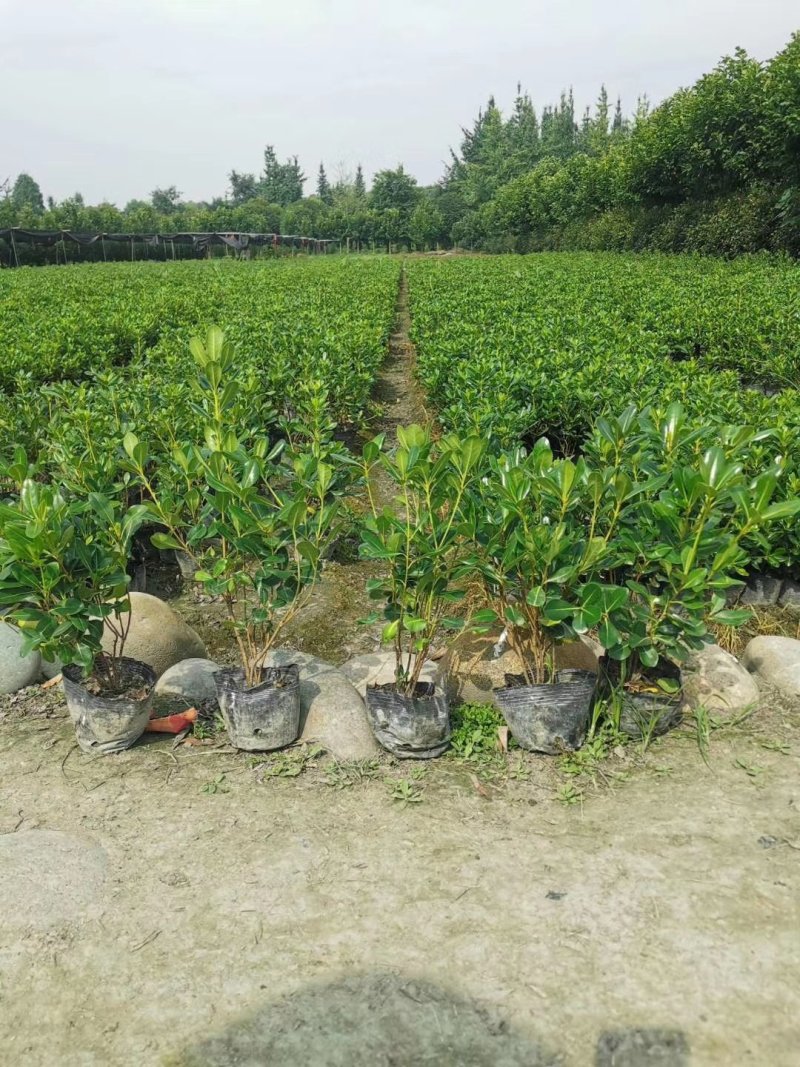 批量出售杯苗海桐，高20-30公分，基地直供
