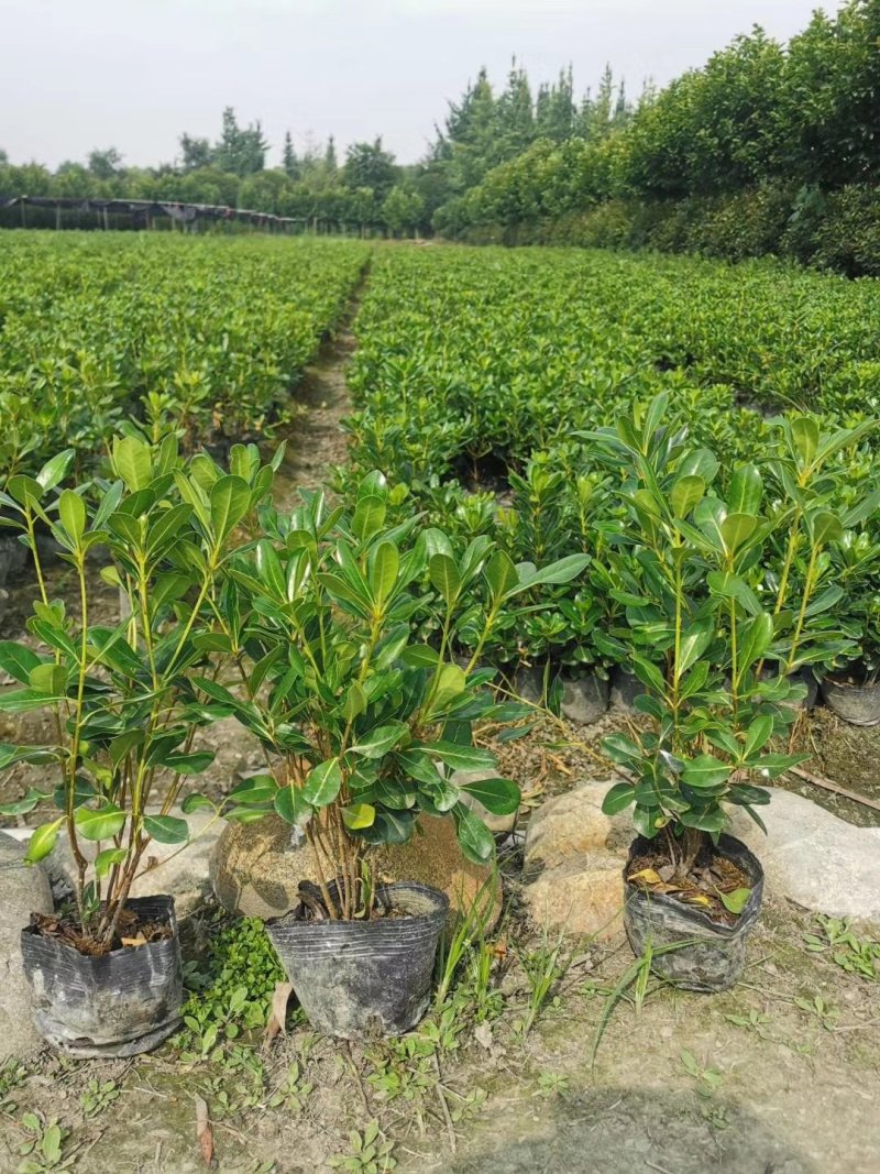 批量出售杯苗海桐，高20-30公分，基地直供
