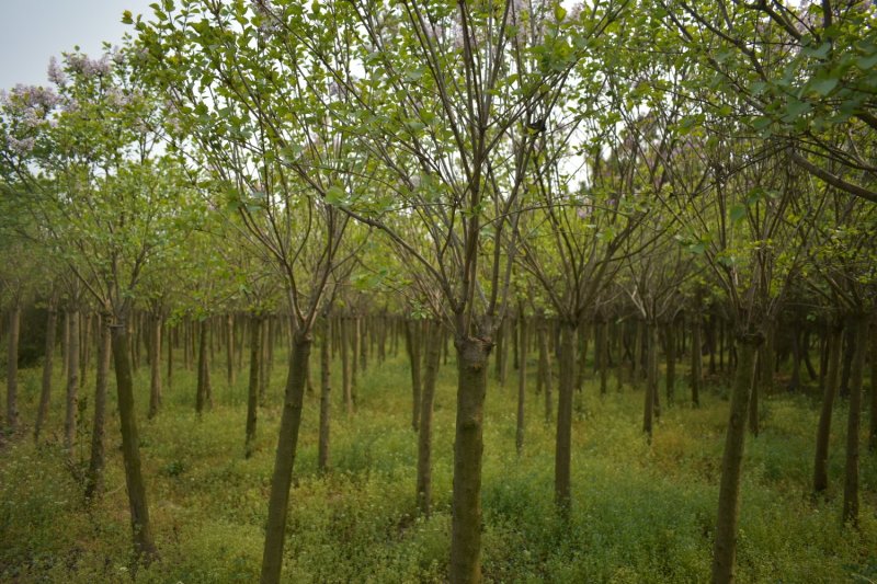 丁香树基地3公分5公分6公分大量供应优质丁香树