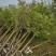 丁香树基地3公分5公分6公分大量供应优质丁香树