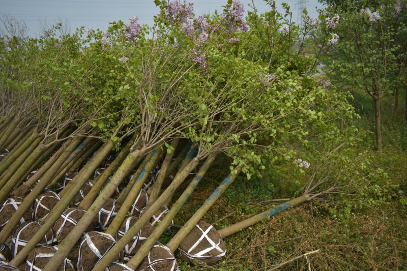 丁香树基地3公分5公分6公分大量供应优质丁香树