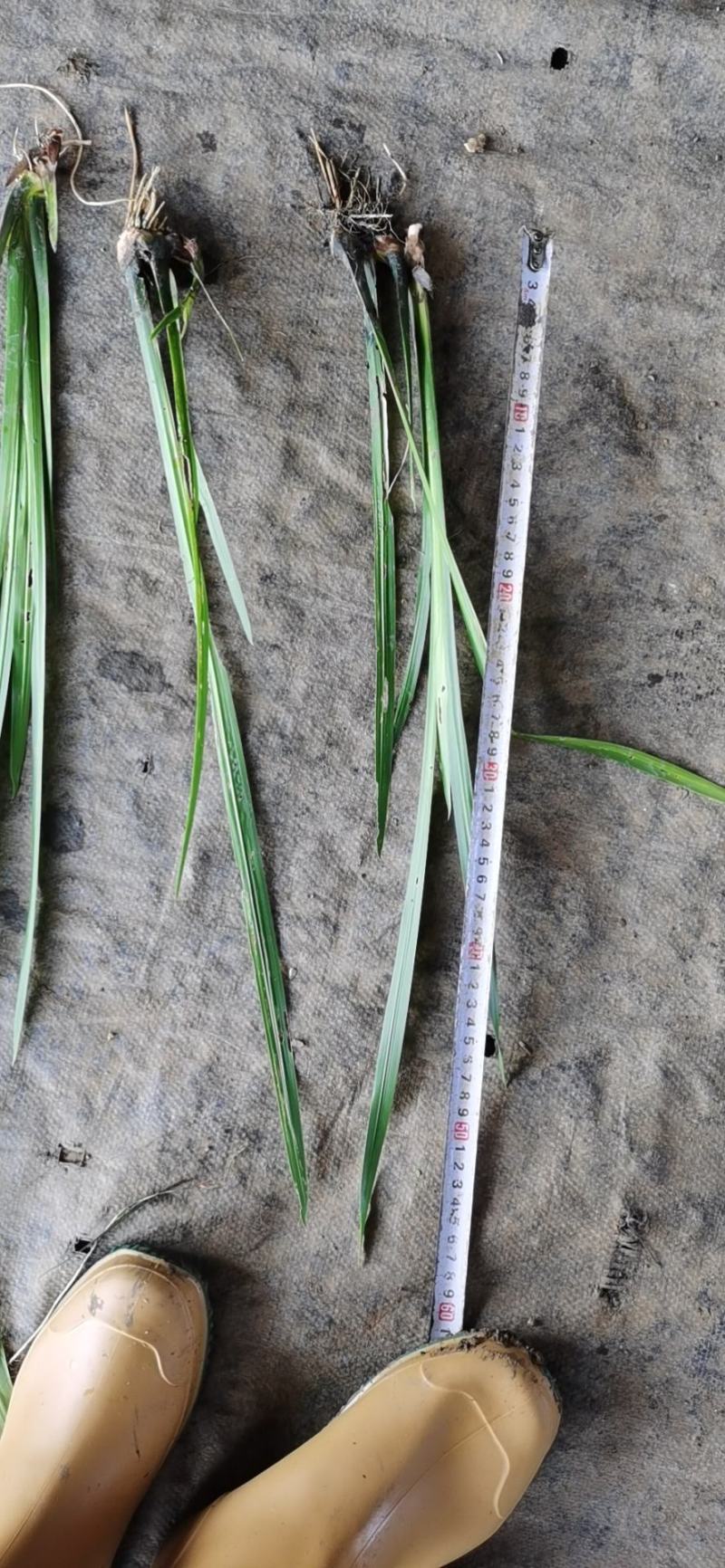 基地直销菖蒲水生植物菖蒲批发量大从优