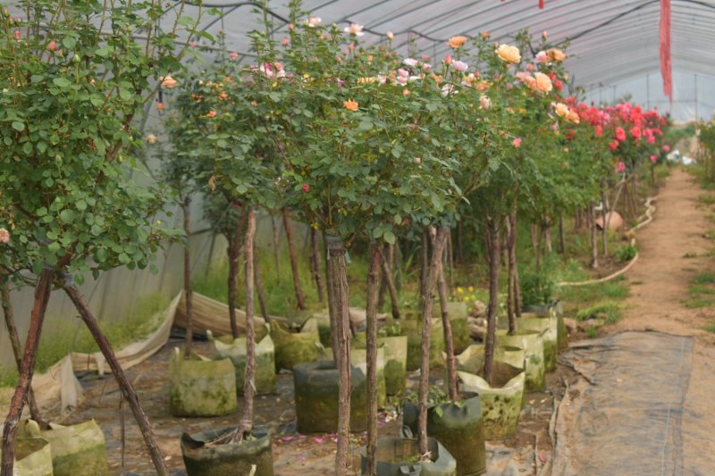月季棒棒糖月季规格多四季开花植物