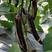 长茄种子紫萼长茄种苗嫁接苗紫黑色茄子种籽产量高口感