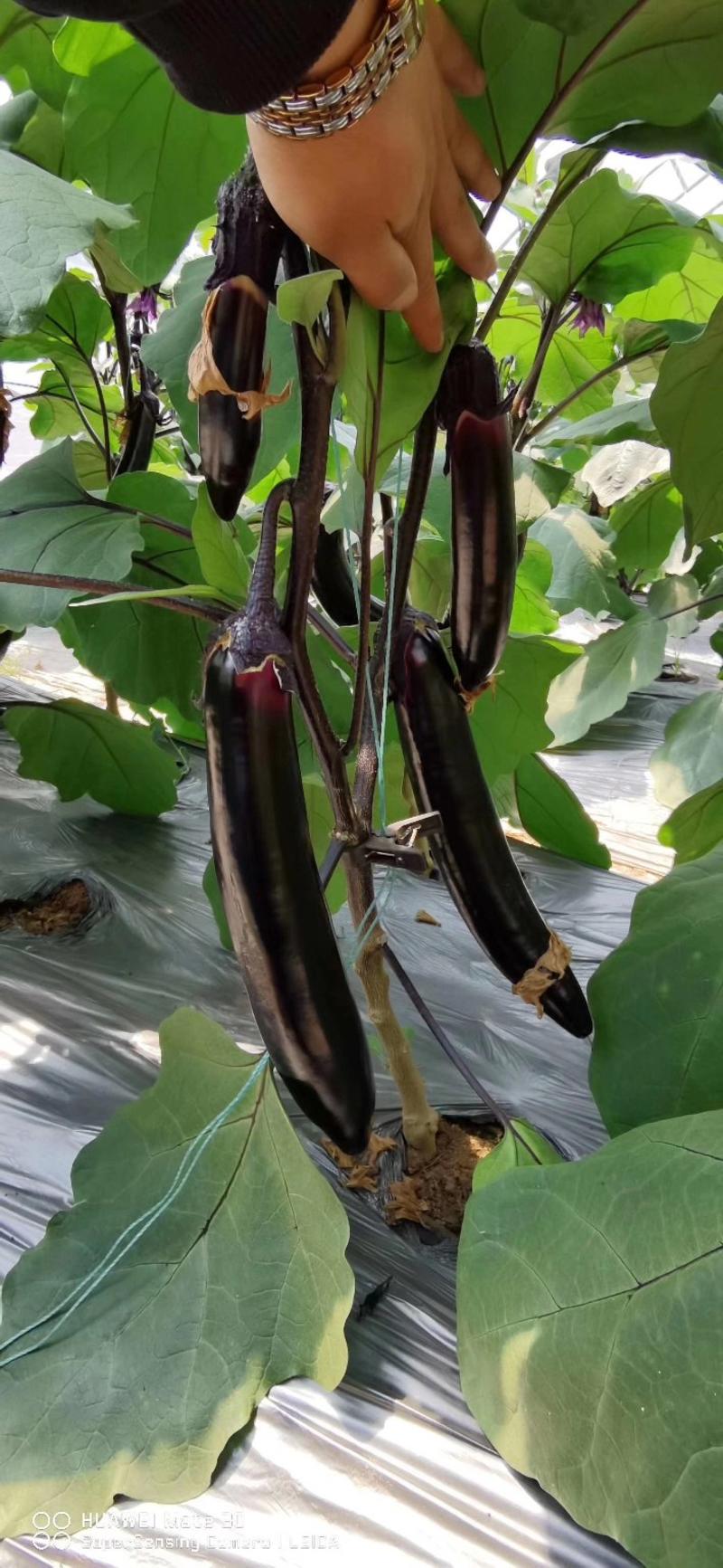 长茄种子紫萼长茄种苗嫁接苗紫黑色茄子种籽产量高口感