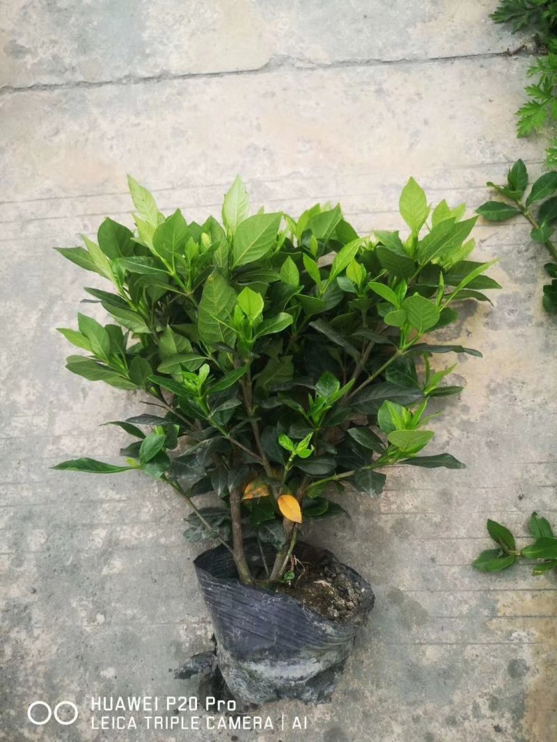 精品栀子花，栀子花基地