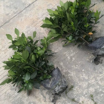 精品栀子花，栀子花基地