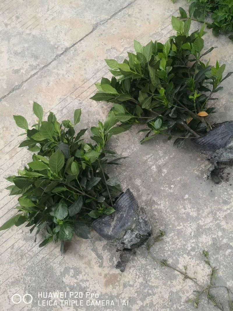 精品栀子花，栀子花基地
