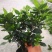 精品栀子花，栀子花基地