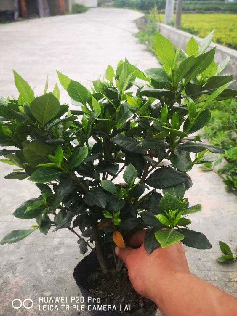 精品栀子花，栀子花基地