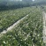 精品栀子花，栀子花基地