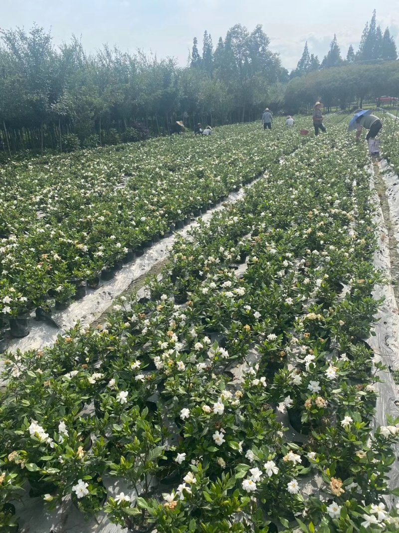 精品栀子花，栀子花基地