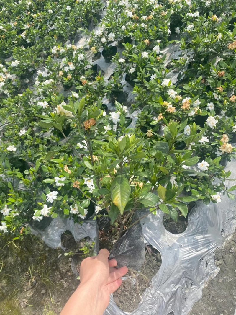 精品栀子花，栀子花基地