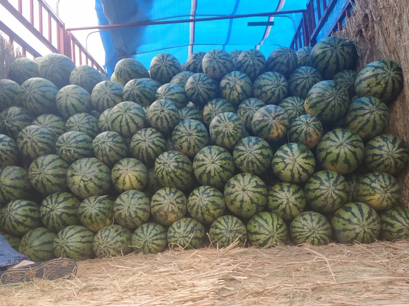 大吨位供应绿宝西瓜个大味甜