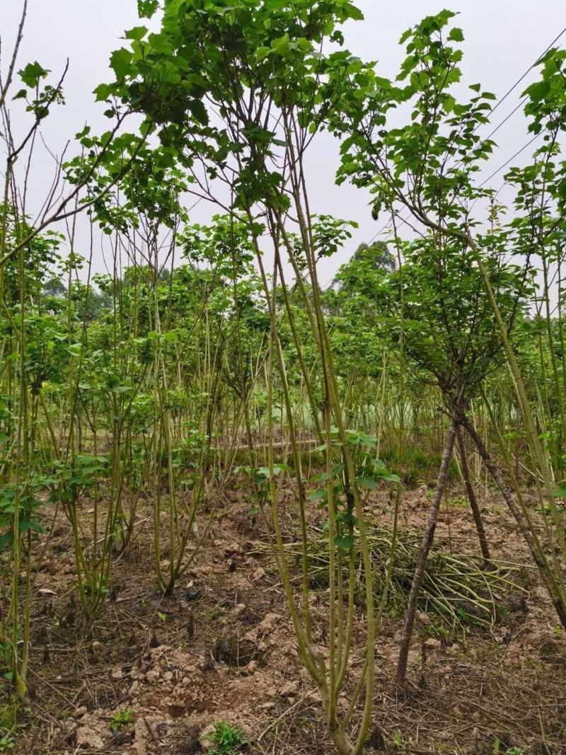 基地直销丛生木芙蓉木芙蓉批发丛生木芙蓉一手货源