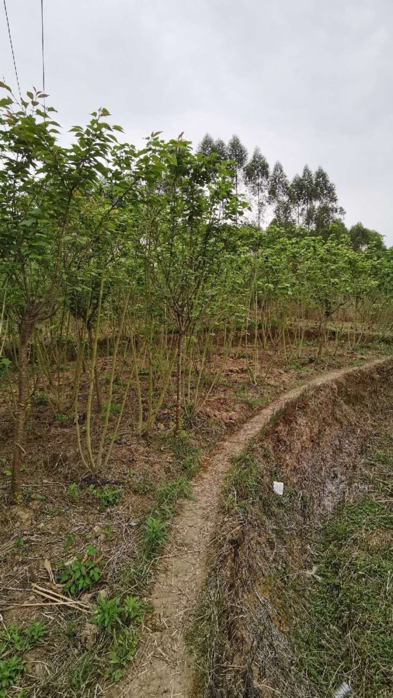 基地直销丛生木芙蓉木芙蓉批发丛生木芙蓉一手货源