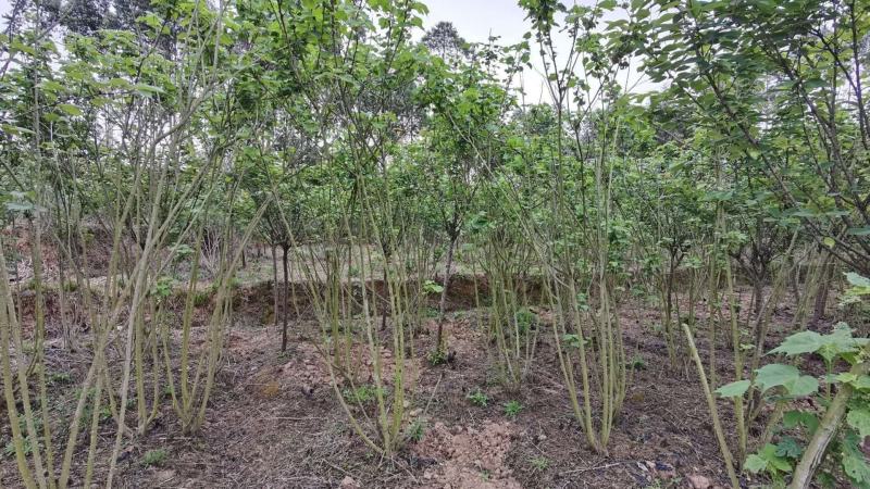 基地直销丛生木芙蓉木芙蓉批发丛生木芙蓉一手货源