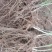 【热销】2020年新货山东芦笋苗优质高产芦笋苗
