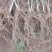 【热销】2020年新货山东芦笋苗优质高产芦笋苗