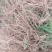 【热销】2020年新货山东芦笋苗优质高产芦笋苗