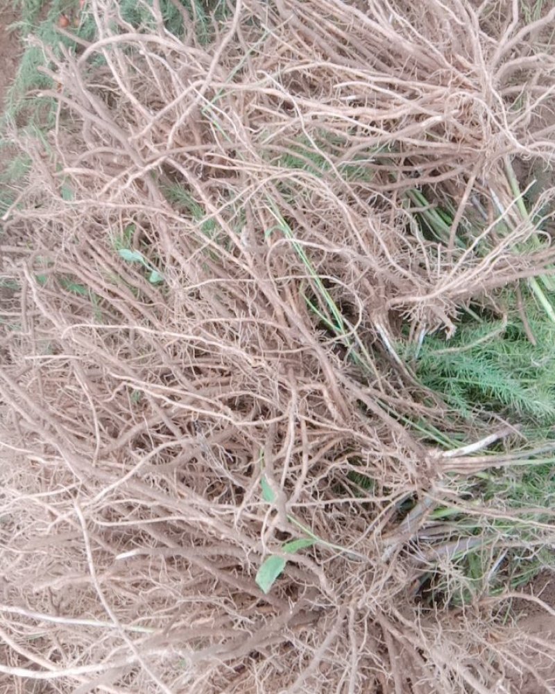 【热销】2020年新货山东芦笋苗优质高产芦笋苗