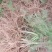 【热销】2020年新货山东芦笋苗优质高产芦笋苗
