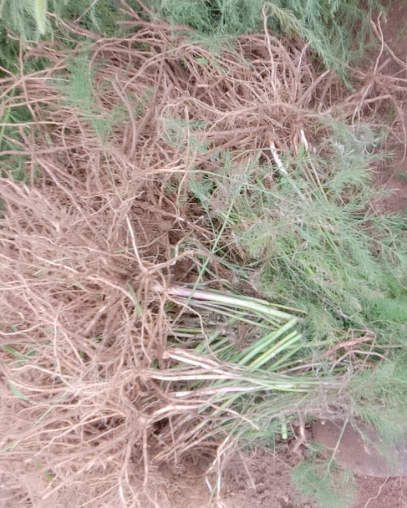 【热销】2020年新货山东芦笋苗优质高产芦笋苗