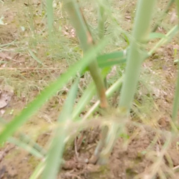 【优质商家】芦笋苗大量供应视频看货