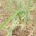 【优质商家】芦笋苗大量供应视频看货