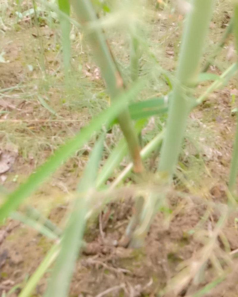 【优质商家】芦笋苗大量供应视频看货