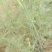 【优质商家】芦笋苗大量供应视频看货