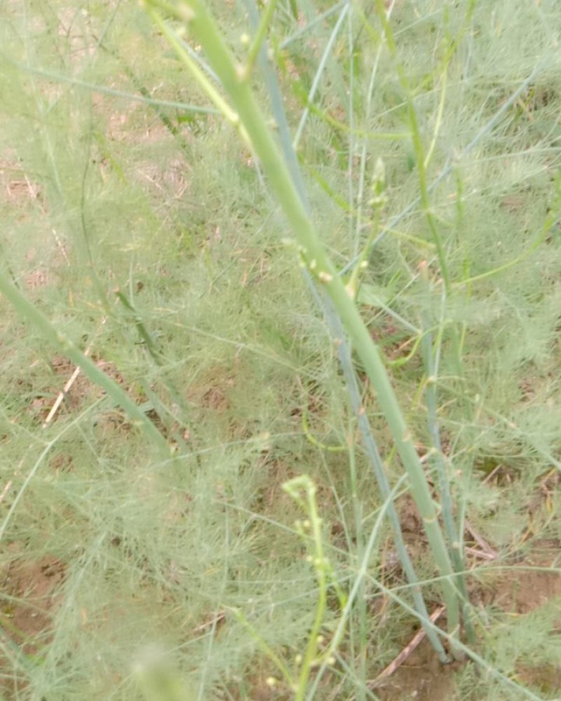 【优质商家】芦笋苗大量供应视频看货