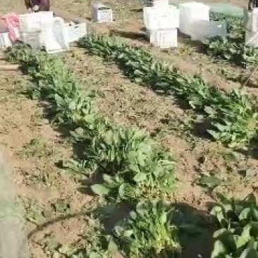 菠菜