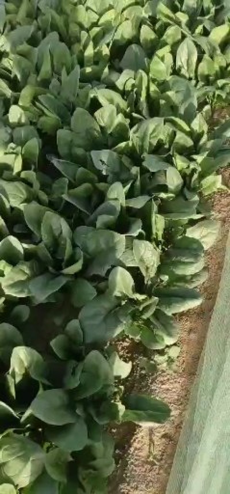菠菜