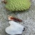 三都澳晚熟荔玠溪精品状元红
