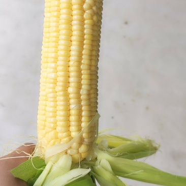 玉米口感好玉米大需要的老板联系我