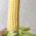 玉米口感好玉米大需要的老板联系我
