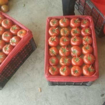 甘肃张掖大棚西红柿硬果大红品质保证