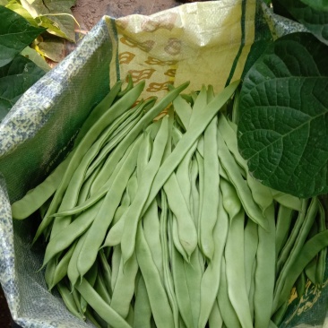 蔬菜