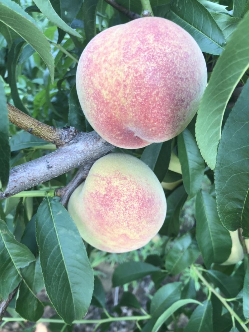 仓房早生水蜜桃