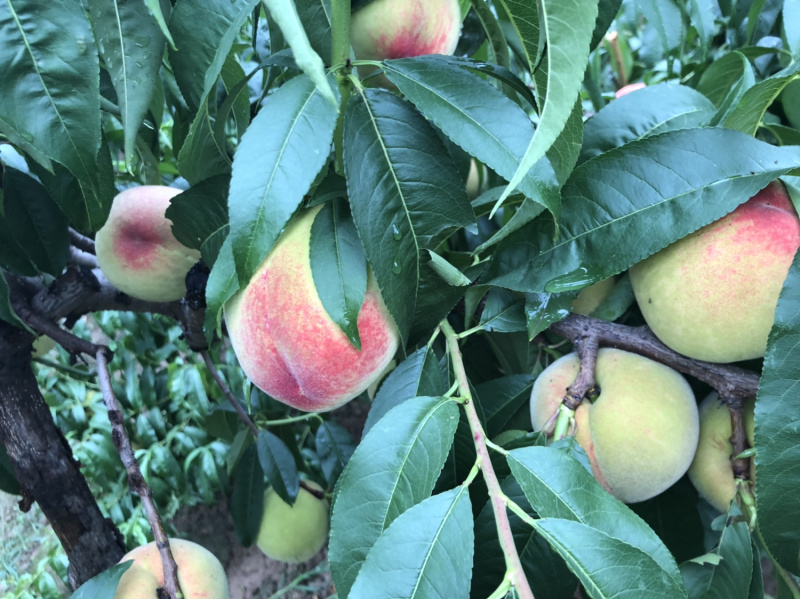 仓房早生水蜜桃