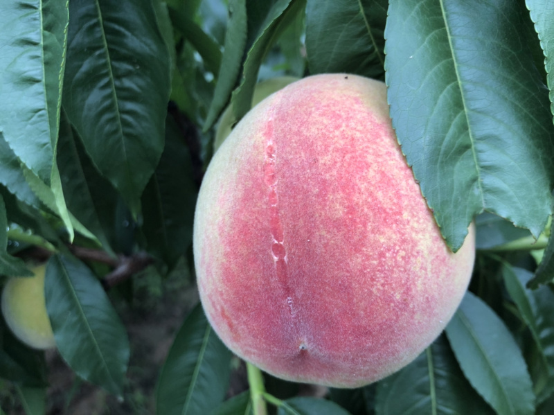 仓房早生水蜜桃